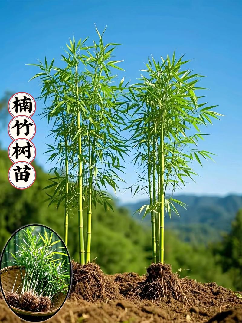 引言