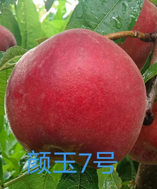 光战4号桃品种介绍
