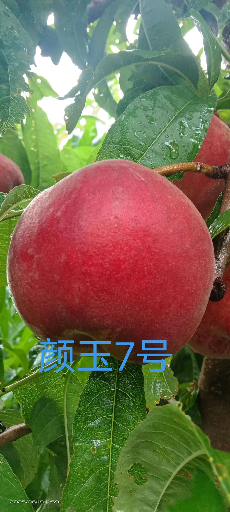 光战4号桃品种介绍 光战4号桃品种介绍