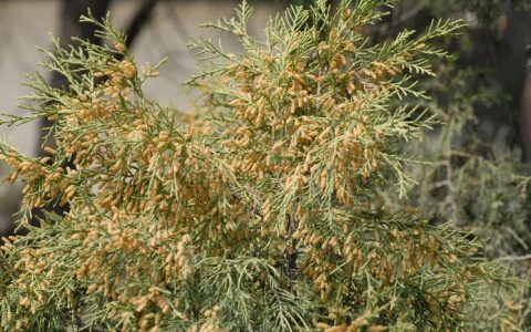石松是裸子植物吗？揭开古老植物的分类真相与园艺价值
