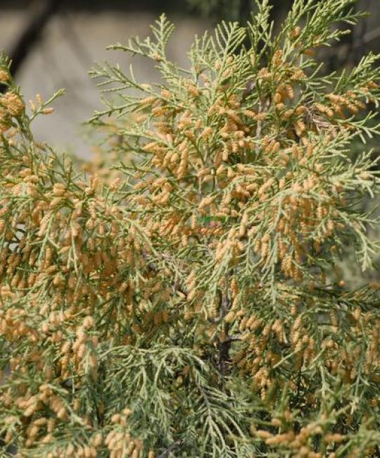 石松是裸子植物吗？揭开古老植物的分类真相与园艺价值