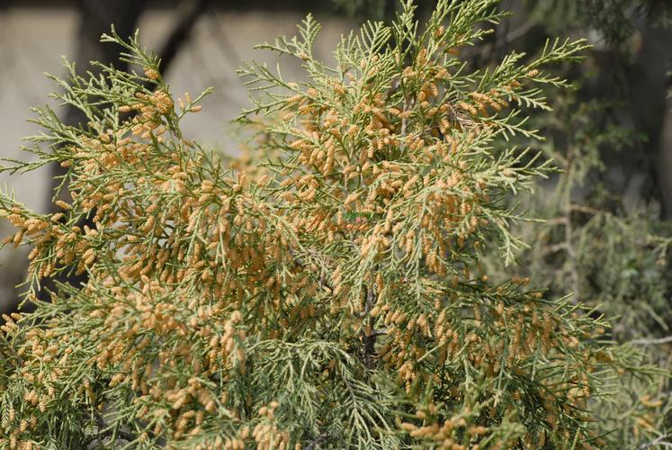 石松是裸子植物吗？揭开古老植物的分类真相与园艺价值