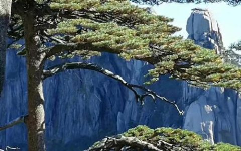 松树的寓意与象征：庭院种植、养护管理及选购指南