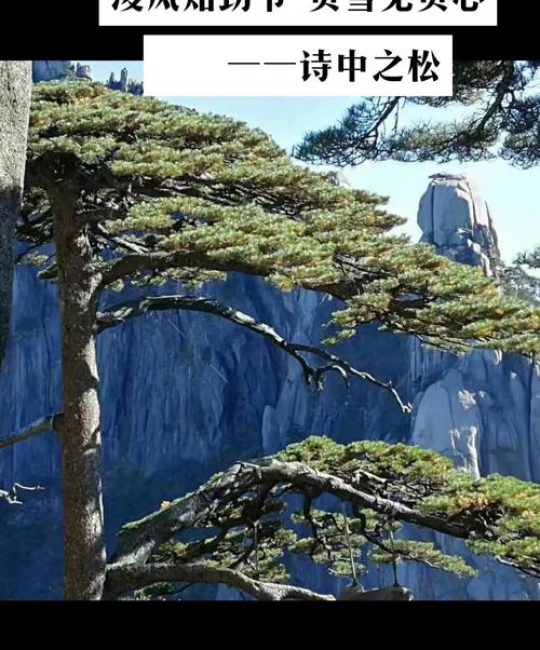 松树的寓意与象征：庭院种植、养护管理及选购指南