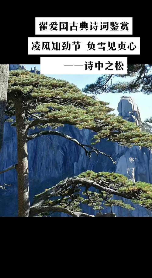松树的寓意与象征:庭院种植、养护管理及选购指南 松树的寓意与象征:庭院种植、养护管理及选购指南