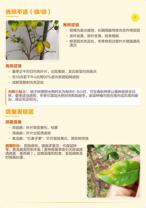 桔子树移栽后掉叶怎么办?原因分析及挽救措施 二、分步排查清单(按顺序操作,每一步完成后再进入下一步)