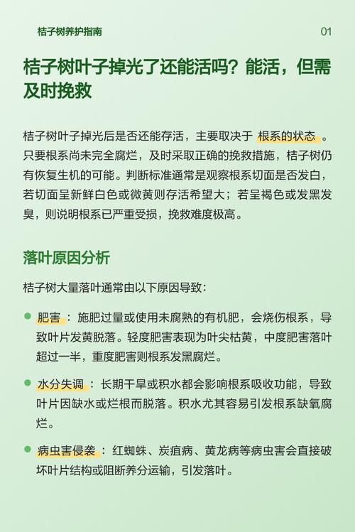 桔子树移栽后掉叶怎么办?原因分析及挽救措施 三、处理办法(针对排查出的具体原因)