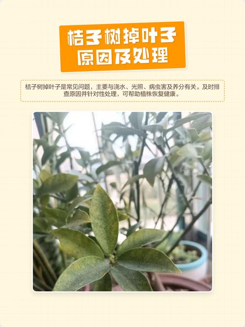 桔子树移栽后掉叶怎么办?原因分析及挽救措施 四、常见判断误区
