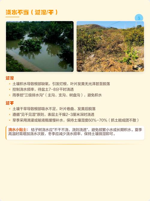 桔子树移栽后掉叶怎么办?原因分析及挽救措施 五、预防建议
