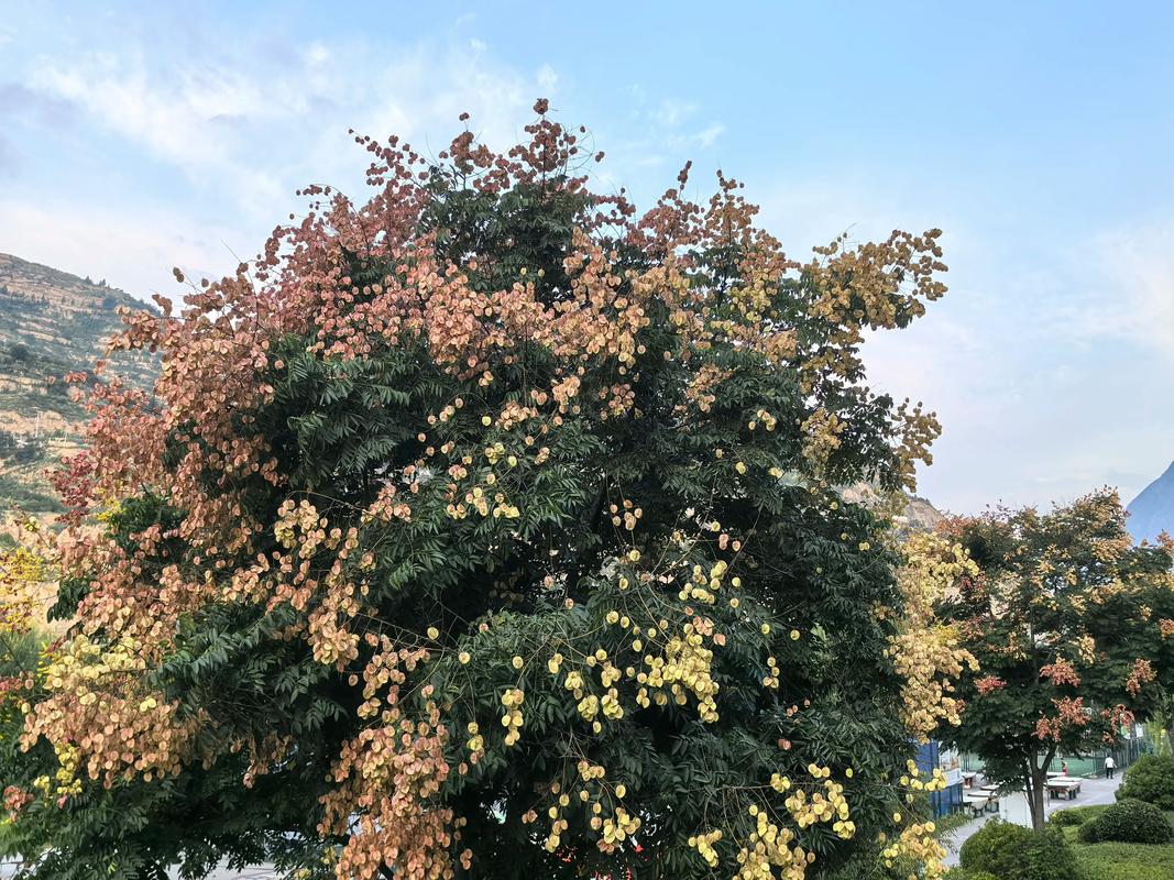 古代生女儿种什么树:香樟、石榴与桂花背后的园艺与祝福 香樟树:嫁妆里的“香”与“妆”