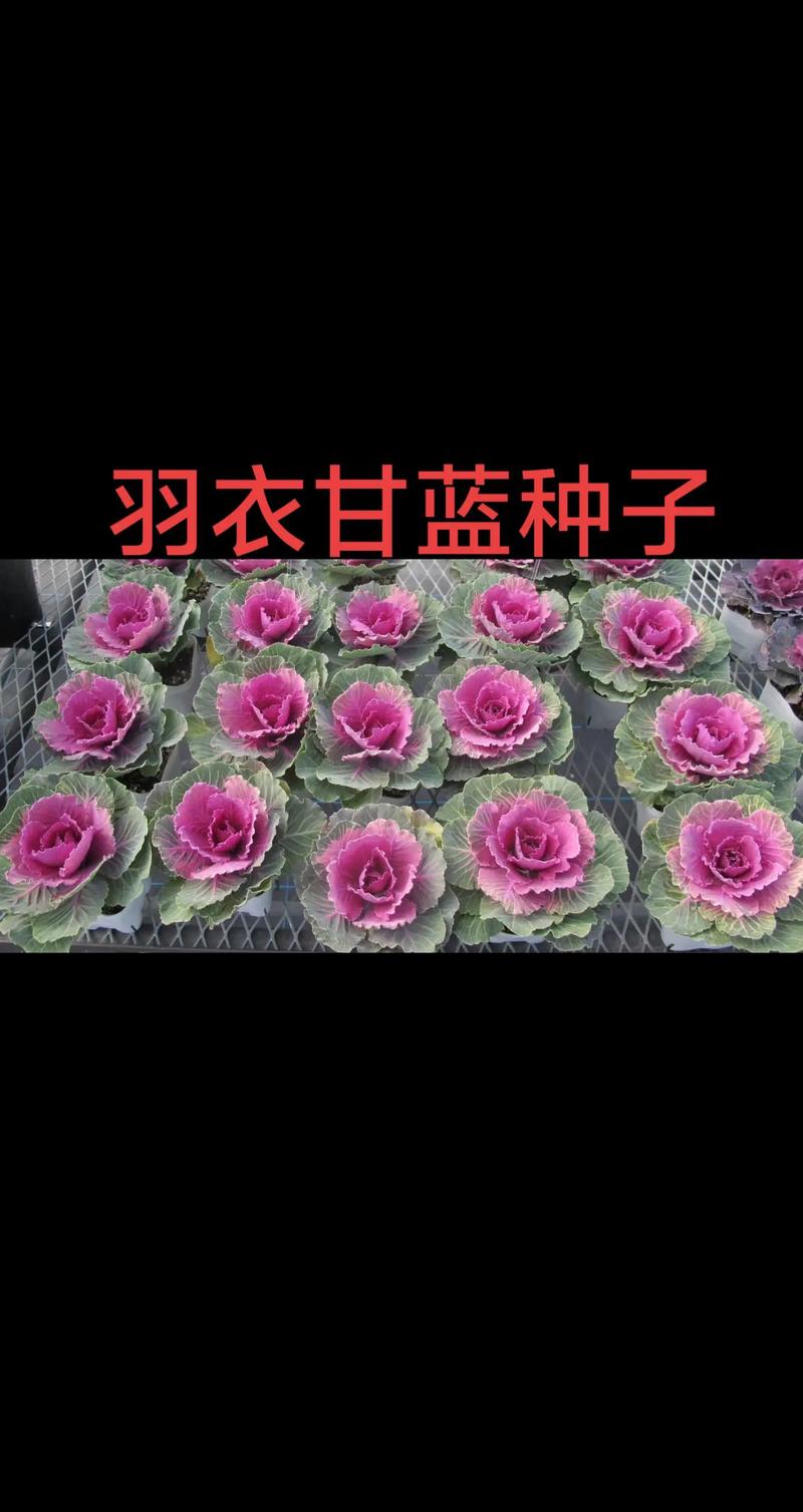 羽衣甘蓝可以自己留种子吗?答案、方法与注意事项全解析 三、自留种子的优缺点对比