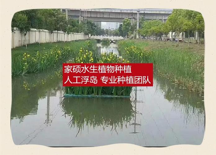 水生植物浮床多少钱?2026年价格参考与五大影响因素详解 常见问题(FAQ)