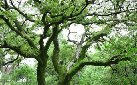 40公分朴树多少钱一颗？2026年最新价格区间与影响因素详解