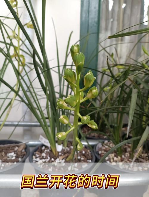 野生兰花什么时候开花?花期、影响因素与促花养护全攻略 促花养护步骤:从春化到盛花期