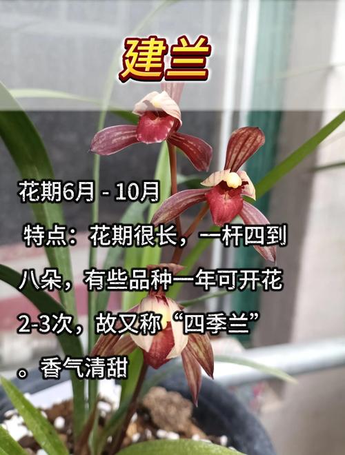 野生兰花什么时候开花?花期、影响因素与促花养护全攻略 影响野生兰花开花的关键因素