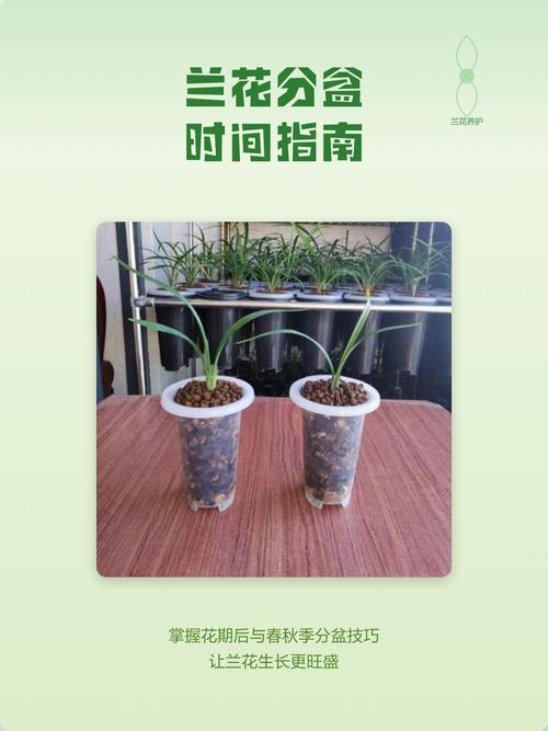 野生兰花什么时候开花?花期、影响因素与促花养护全攻略 不开花常见原因与解决