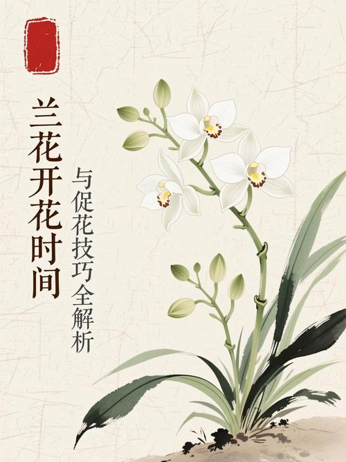 野生兰花什么时候开花?花期、影响因素与促花养护全攻略 FAQ