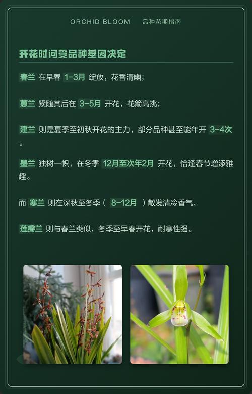 野生兰花什么时候开花?花期、影响因素与促花养护全攻略 总结