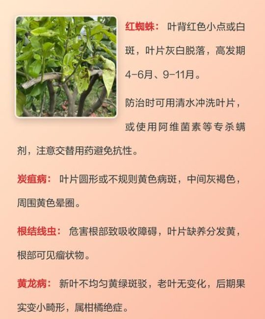 桔子树黄叶是什么原因？家庭园艺诊断与防治完整指南