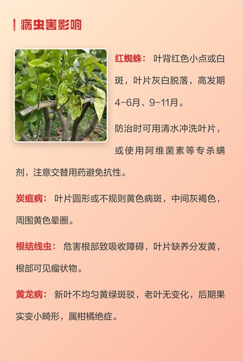 桔子树黄叶是什么原因?家庭园艺诊断与防治完整指南 桔子树黄叶是什么原因?家庭园艺诊断与防治完整指南