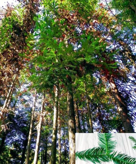 杉木与香樟木价格对比：从乔木园艺应用看成本差异