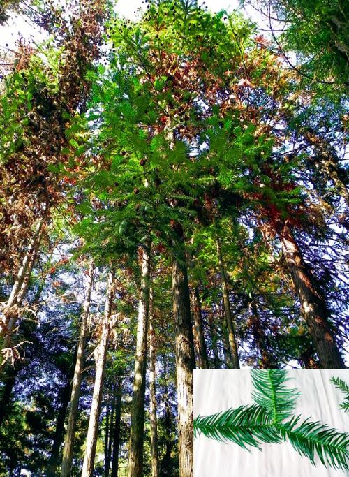 杉木与香樟木价格对比:从乔木园艺应用看成本差异 香樟木通常比杉木贵
