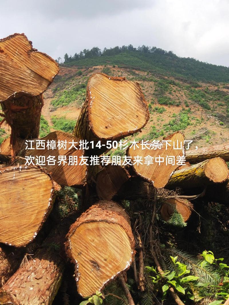 杉木与香樟木价格对比:从乔木园艺应用看成本差异 行道树与庭院规格选型