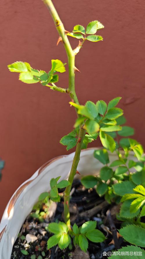 月季花冬天在室外会冻死吗?耐寒品种与越冬全攻略 月季花冬天在室外会冻死吗?耐寒品种与越冬全攻略