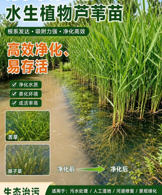 芦苇苗怎么种植？从选时到成活的完整技术指南