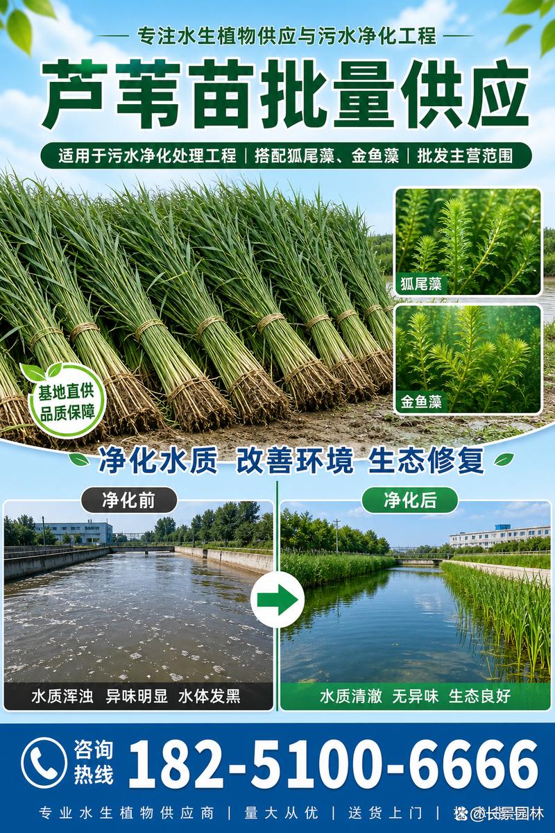 芦苇苗怎么种植?从选时到成活的完整技术指南 FAQ