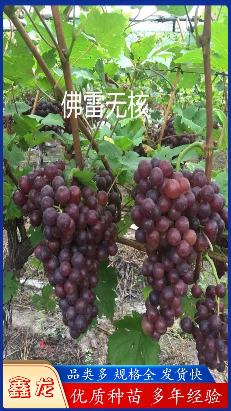 红玫瑰葡萄苗多少钱一棵?2026年价格全解析与采购指南 采购数量对价格的影响:单价随数量递减,适合拼单采购