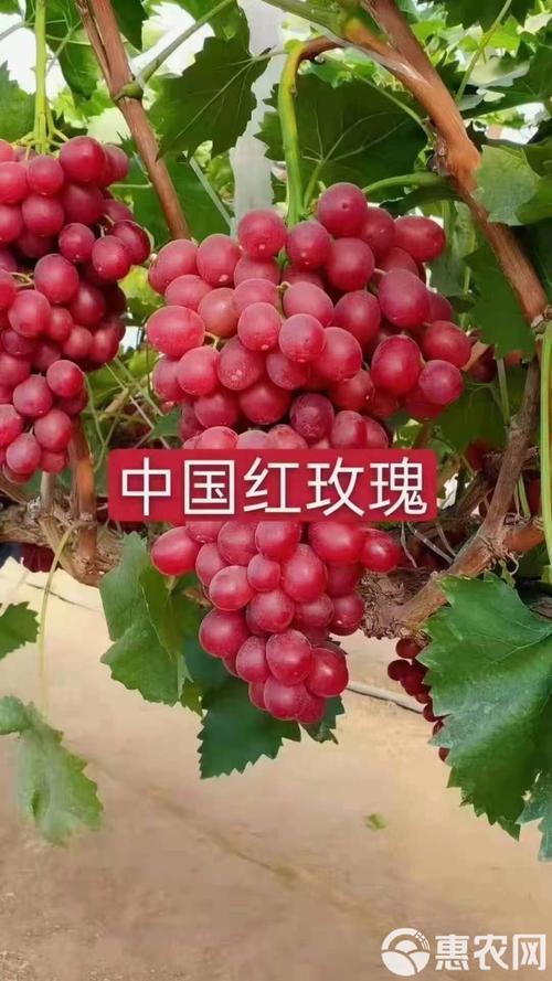 红玫瑰葡萄苗多少钱一棵?2026年价格全解析与采购指南 采购质量与避坑指南:一看嫁接口、二看根系、三看苗龄