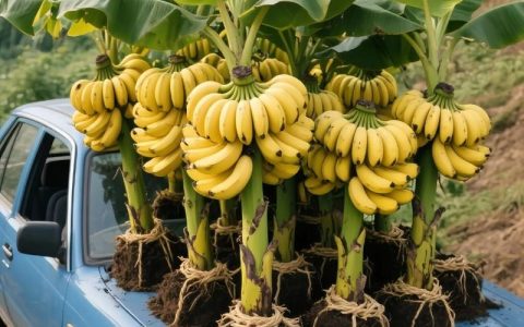 香蕉树是什么植物：从形态特征到栽培用法的全面解读