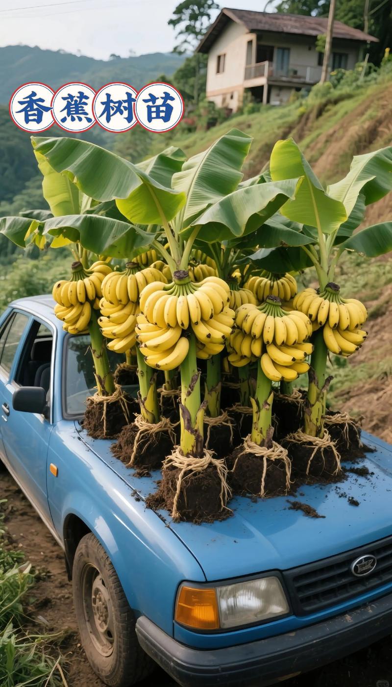 香蕉树是什么植物:从形态特征到栽培用法的全面解读 香蕉树是什么植物:从形态特征到栽培用法的全面解读