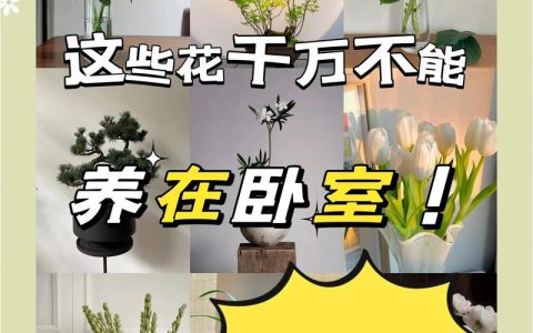 家中养花多了好不好？利弊分析与科学建议