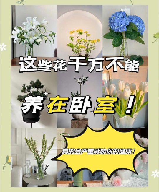 家中养花多了好不好？利弊分析与科学建议