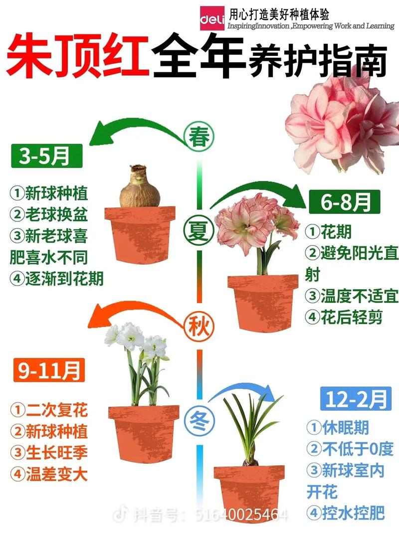 家中养花多了好不好?利弊分析与科学建议 五、结论:适度为宜,精养更佳