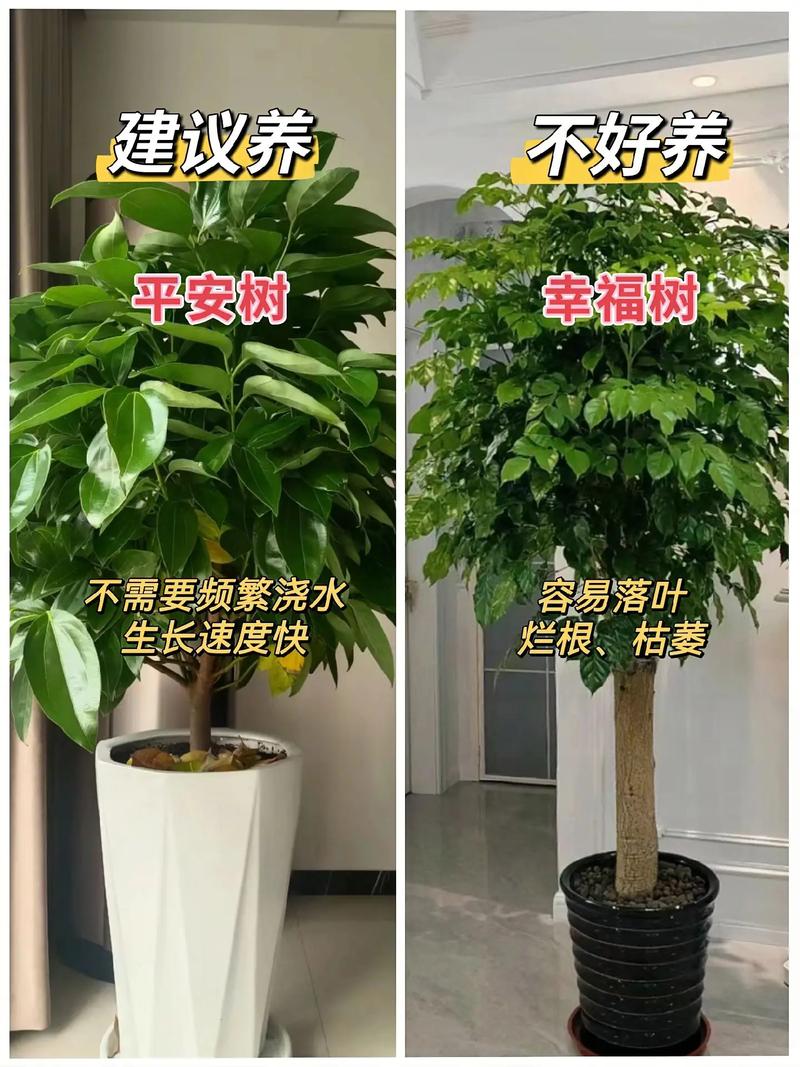家中养花多了好不好?利弊分析与科学建议 四、如何科学平衡“养花数量”?