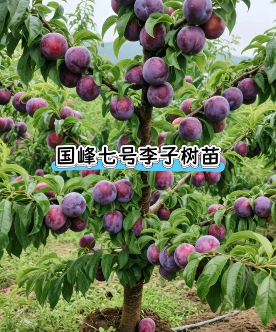 重庆果苗批发市场在哪里？——采购渠道分析与科学选购指南