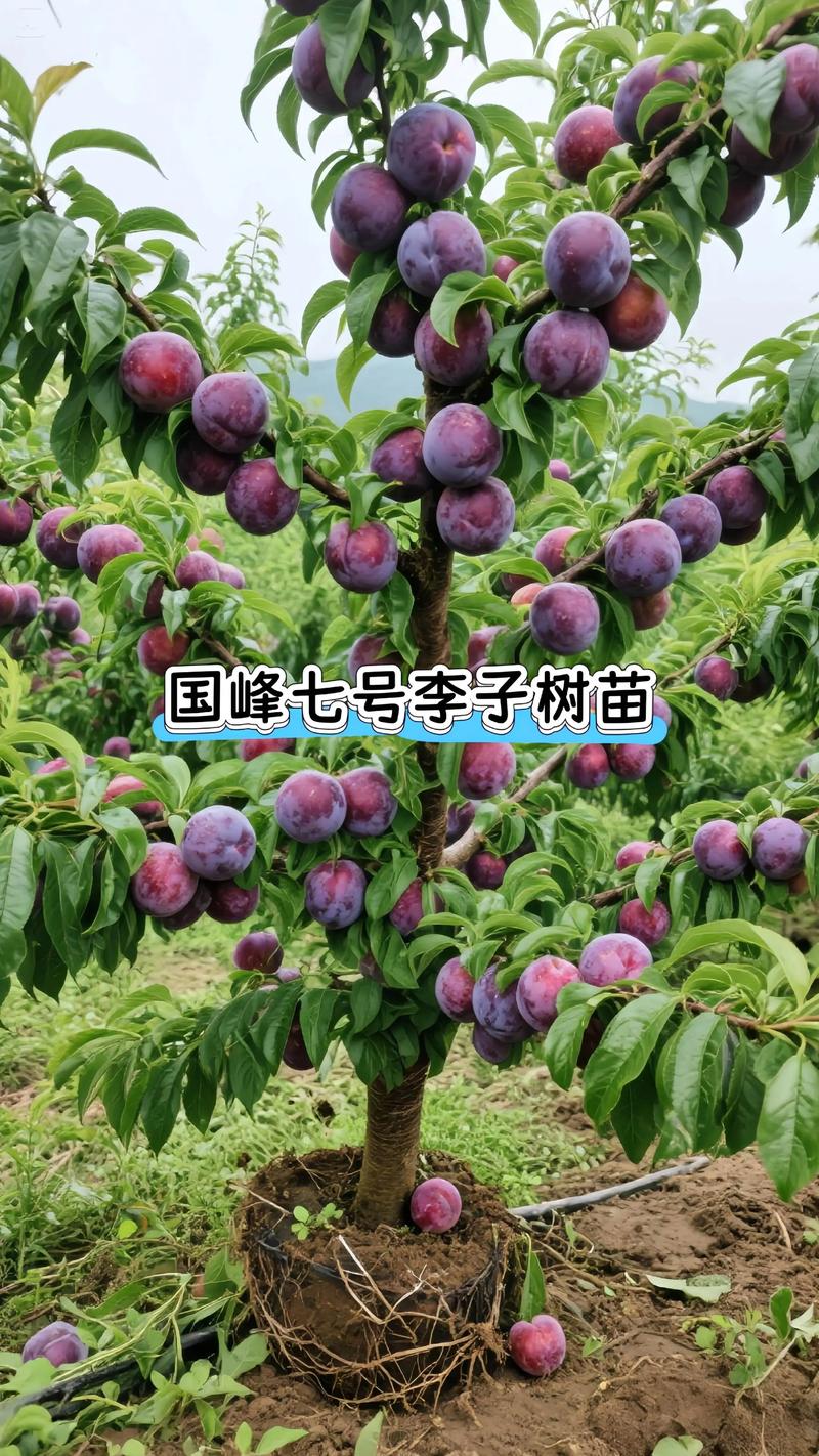 重庆果苗批发市场在哪里?——采购渠道分析与科学选购指南 重庆果苗批发市场在哪里?——采购渠道分析与科学选购指南