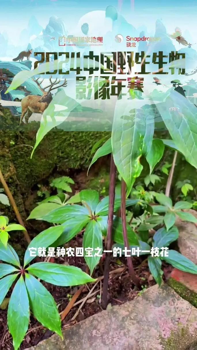 七叶一枝花多少钱一斤?2024年价格参考与影响因素全解析 咨询指南:如何获取精准报价?