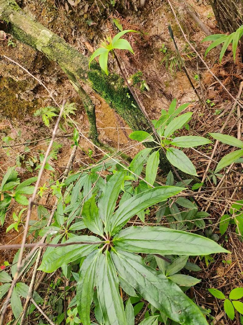七叶一枝花多少钱一斤?2024年价格参考与影响因素全解析 FAQ:常见问题速答