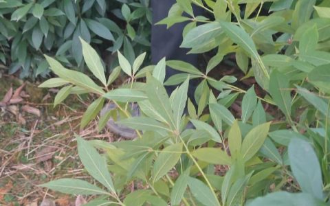 金丝楠木树苗在河南省内能活吗？数据化种植指南与地域适应性分析