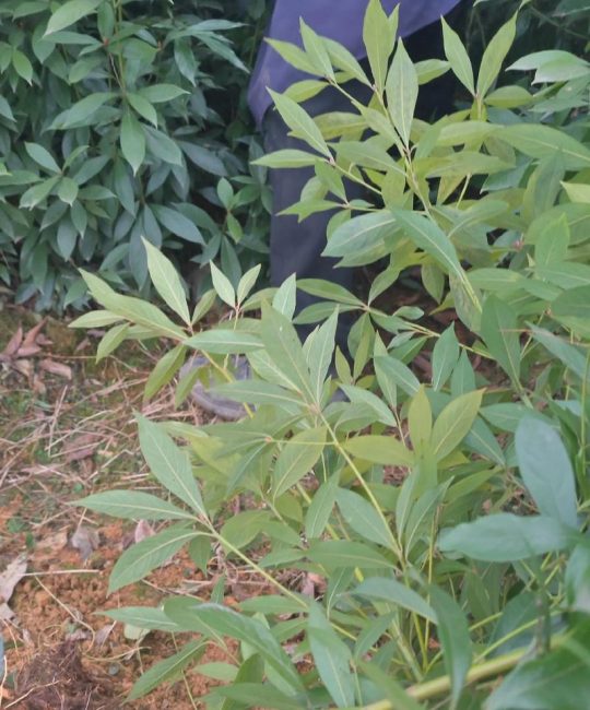 金丝楠木树苗在河南省内能活吗？数据化种植指南与地域适应性分析