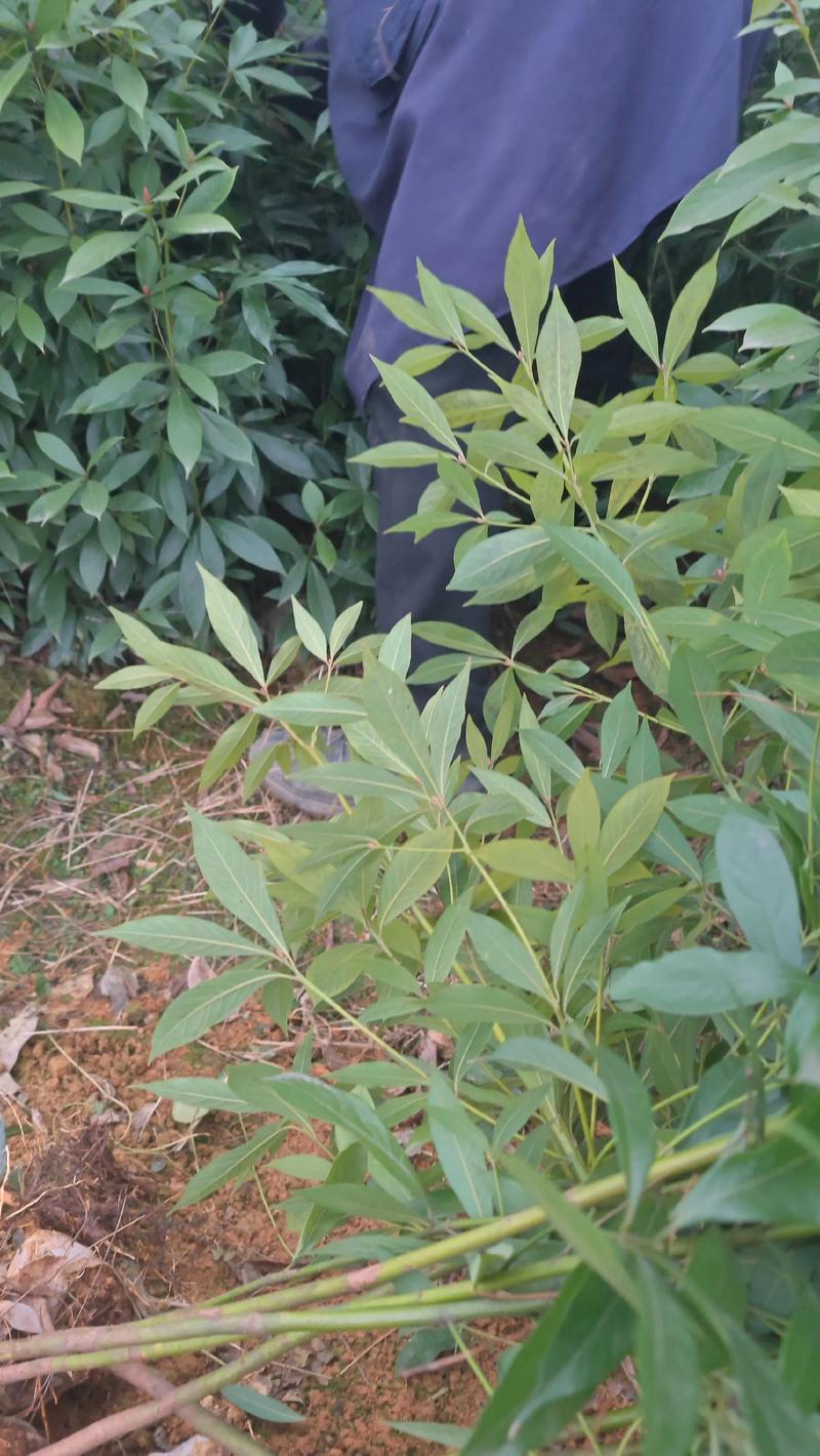 金丝楠木树苗在河南省内能活吗?数据化种植指南与地域适应性分析 一、生长习性基础:常绿、耐寒性有限
