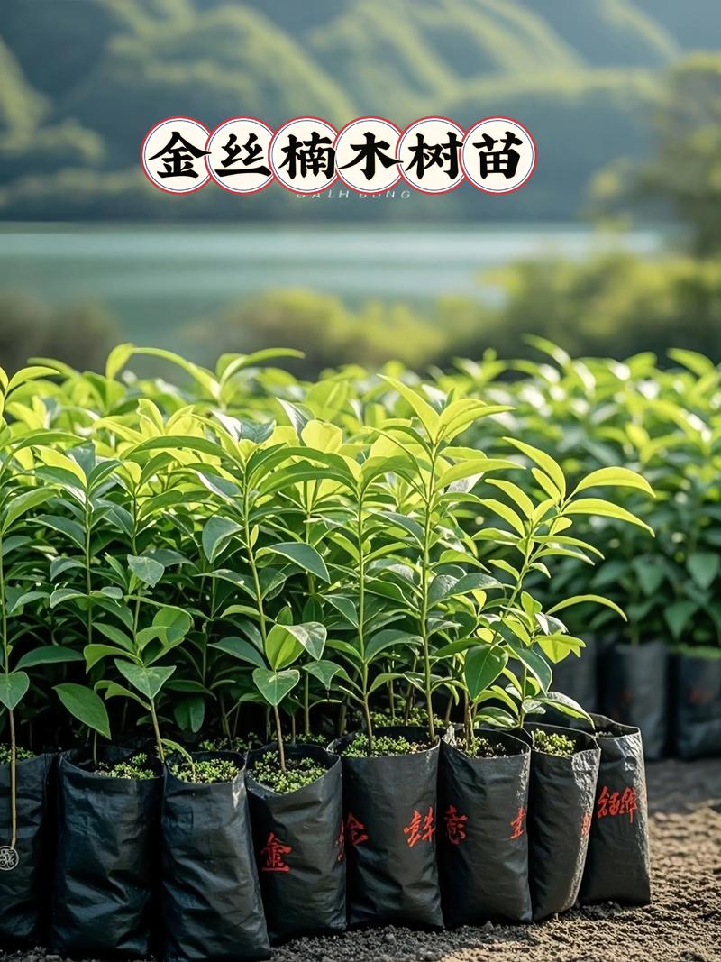 金丝楠木树苗在河南省内能活吗?数据化种植指南与地域适应性分析 七、总结:河南能不能种?
