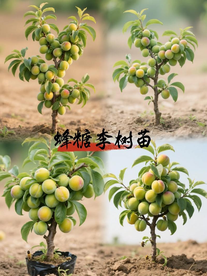 房前栽李子树有讲究吗?科学种植与风水避坑全指南 房前栽李子树有讲究吗?科学种植与风水避坑全指南