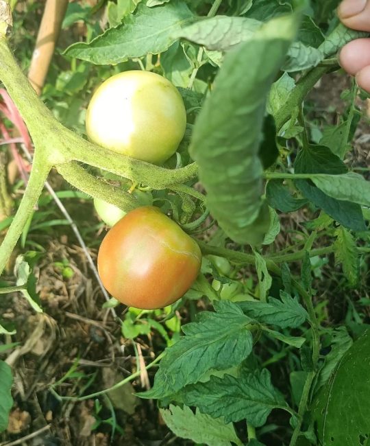 青苹果成熟时间及品种详解：从8月到10月，不同品种的收获指南
