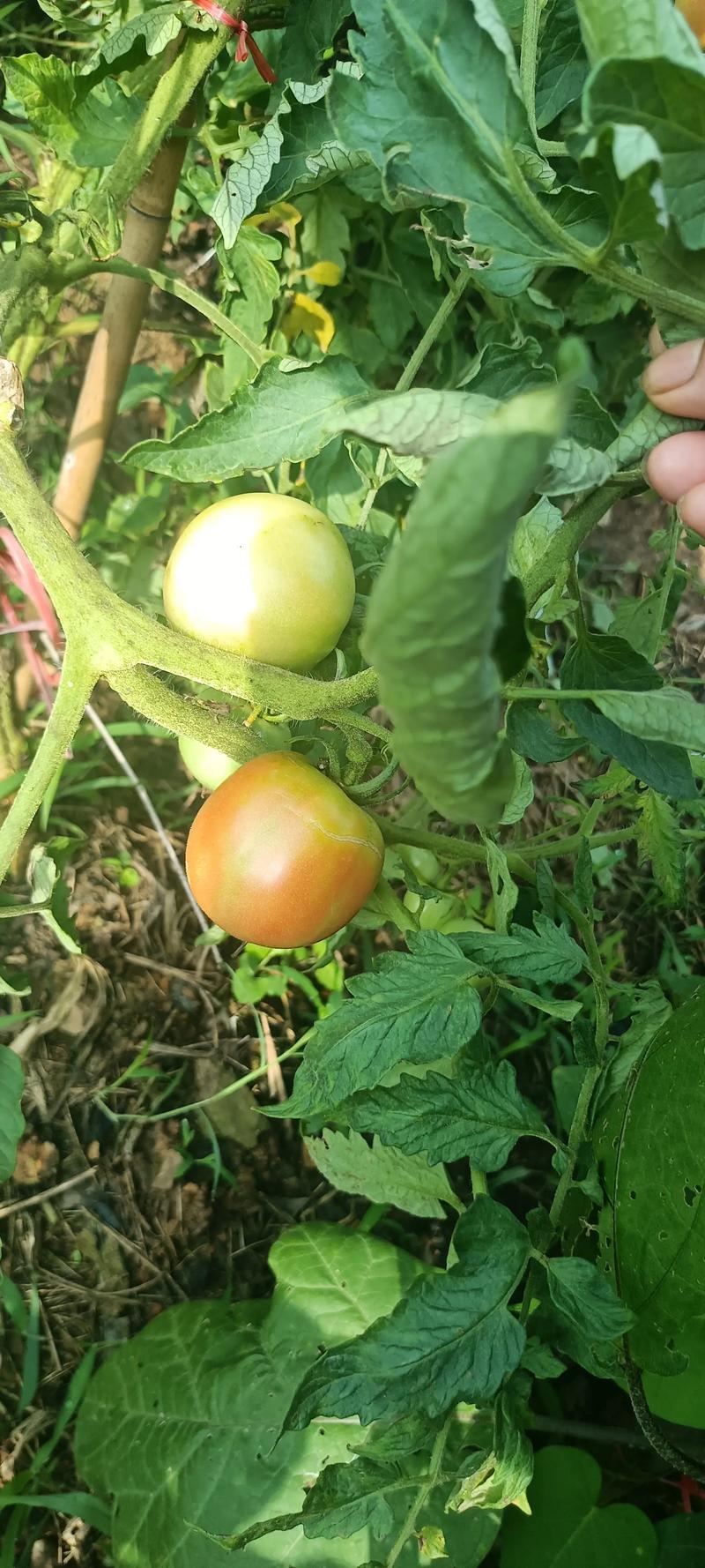 青苹果成熟时间及品种详解：从8月到10月，不同品种的收获指南