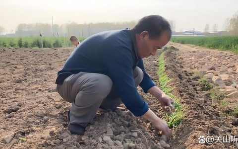 韭菜什么时候移栽成活率最高？掌握这三个时间节点，告别“夹苗”和死棵